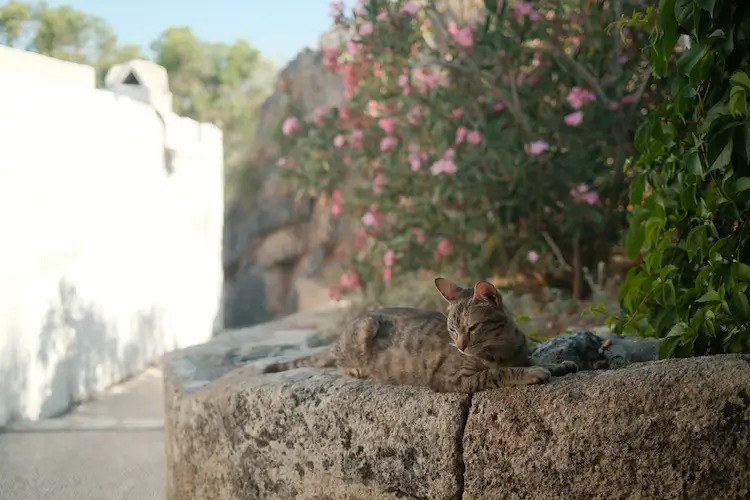 Straßenkatzen in Lindos, Rhodos