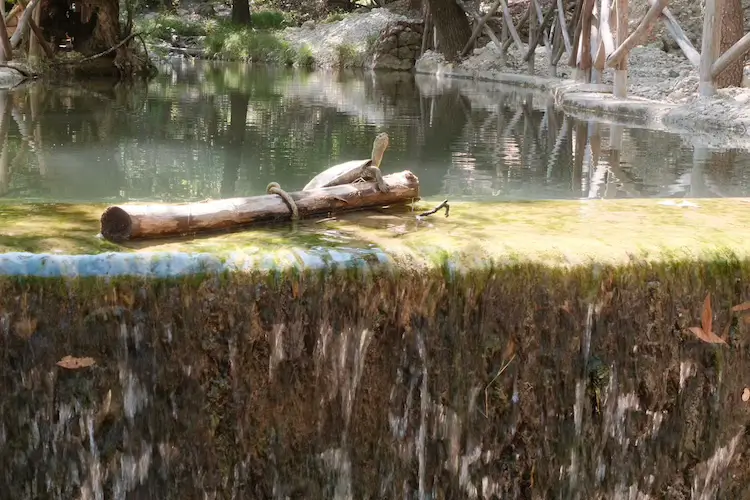 Schildkröte im Schmetterlingstal, Rhodos