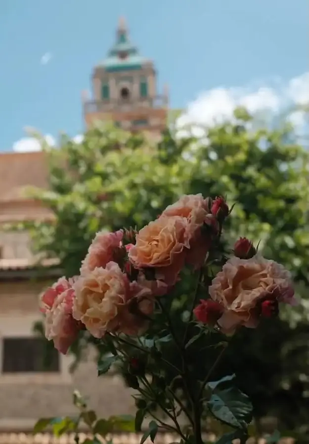 Das Bokeh mit der Fuji X100VI