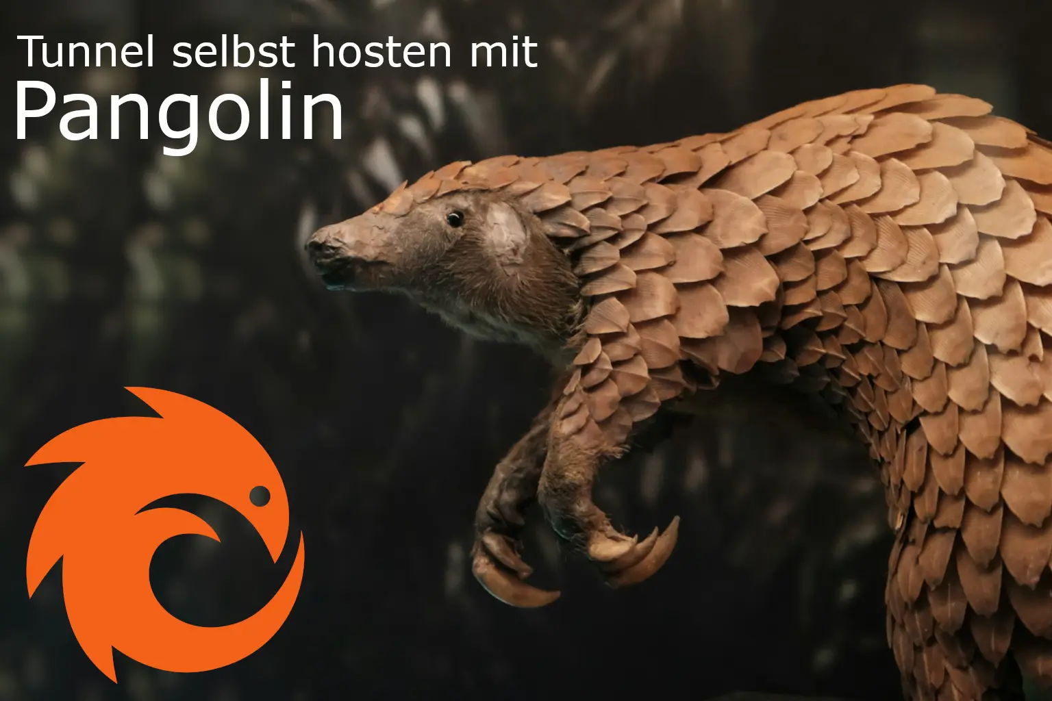 Foto von [Studio Crevettes](https://unsplash.com/de/@louismornaud?utm_content=creditCopyText&utm_medium=referral&utm_source=unsplash) auf [Unsplash](https://unsplash.com/de/fotos/braun-weiss-gefleckter-vogel-mtTpAM2uaRM?utm_source=unsplash&utm_medium=referral&utm_content=creditCopyText)